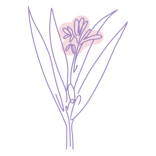 Ilustraci&oacute;n de Alpinia Galanga-Blatt